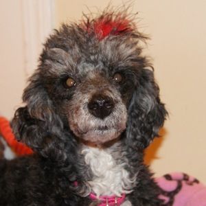 Meet your Posher, Joann